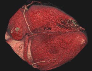 Fig1-B